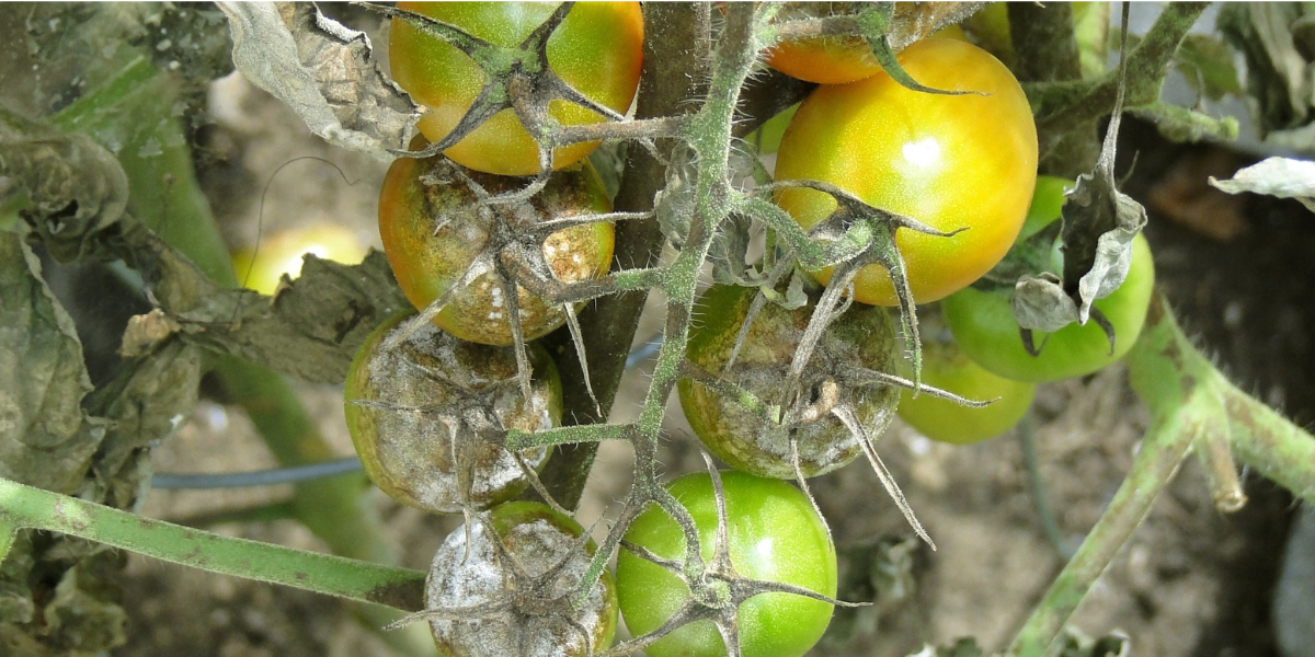 Tomato Blight